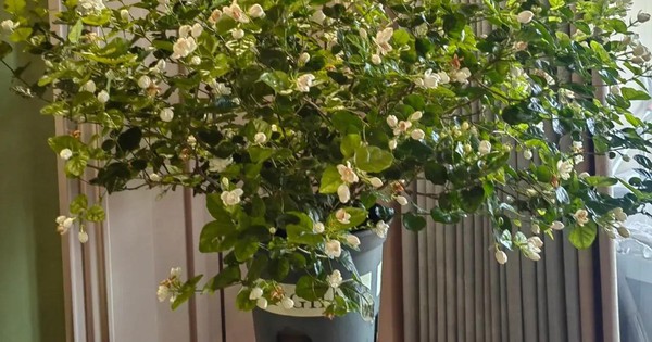 Nếu có 5 loại cây này trong phòng khách, 9/10 gia đình sẽ giàu có