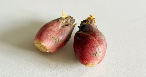 Loại “nhân sâm châu Á” trên mâm cơm của người Nhật nhưng ít người Việt biết tới, thật đáng tiếc!