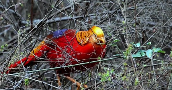 Phát hiện "phượng hoàng" ẩn nấp sau nhà dân, chuyên gia nói: Đây là loài vật quý giá được quốc gia bảo vệ