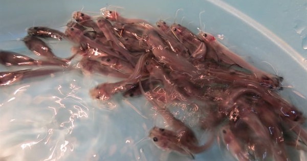 Báu vật sông Hồng: Được mệnh danh là “vua cá nước ngọt”, thế giới chỉ 4 nước có