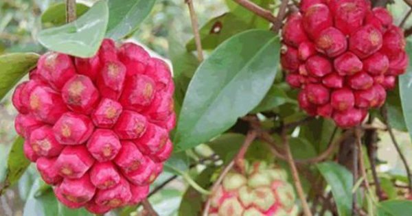 Loại quả mọc dại ở Việt Nam ít người biết, sang nước ngoài giá gần 600.000 đồng/kg