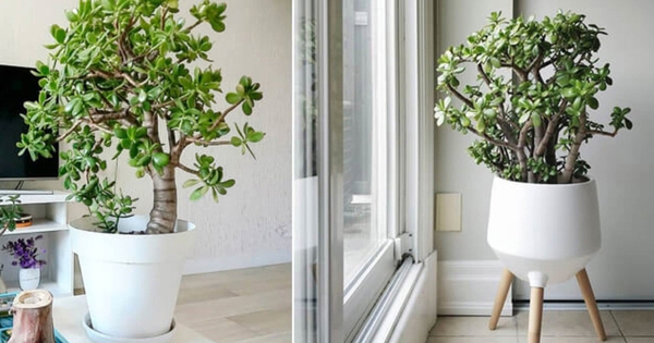 Người xưa truyền lại: Đặt chậu cây ở góc này trong nhà thì tiền bạc lúc nào cũng đầy