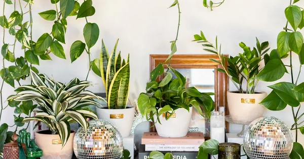 Nhà càng nhỏ càng nên trồng 3 loại cây này – vừa lọc khí vừa hút lộc