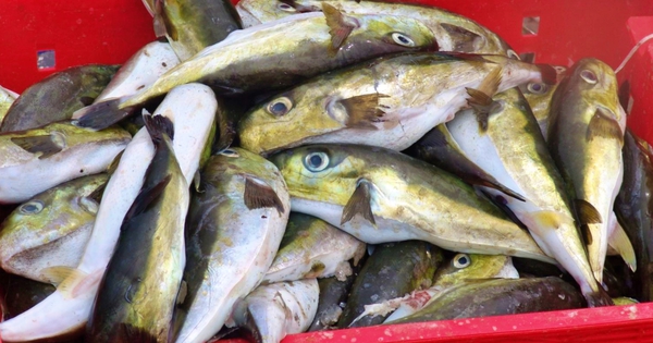 Loại cá độc hơn xyanua gấp 275 lần: Nhiều người vẫn chủ quan bắt về ăn