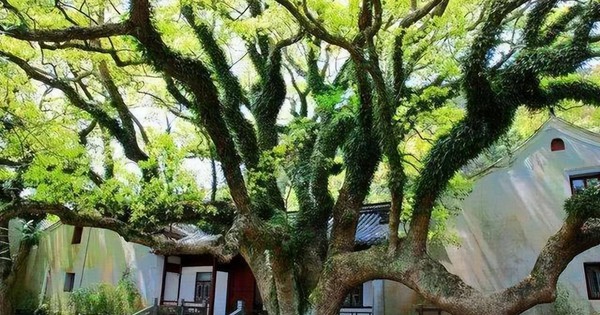 Loài cây “độc nhất vô nhị” trên thế giới sắp tuyệt chủng: Đã hơn 250 tuổi, hạt giống được gửi vào vũ trụ để nhân giống trong không gian