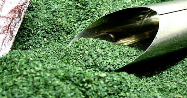 Không phải cà phê, đây mới là loại nước "trường thọ" mà người Mỹ cũng thích mê: Vừa tỉnh táo tập trung, vừa chống oxy cực mạnh