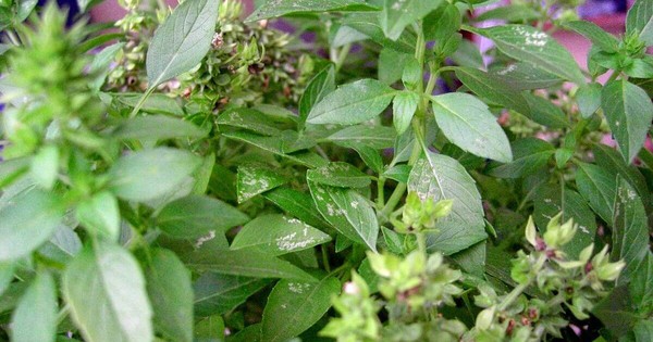 Loại cây từng được dùng để tiến vua nhưng nay bị lãng quên: Hóa ra là vị thuốc toàn năng