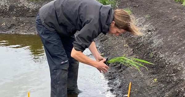 Lần đầu tiên nước Anh trồng được lúa