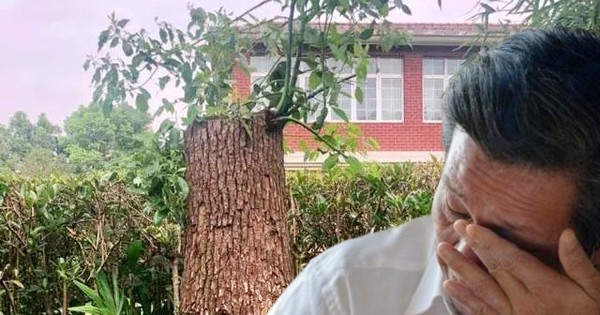 Bị quản lý chung cư khởi kiện vì cắt tỉa cây, yêu cầu bồi thường 534 triệu đồng, người đàn ông tuyên bố: “Cây trong vườn nhà tôi thì tôi có quyền”