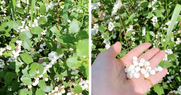 Việt Nam có loại quả mọc trắng xoá cả cây, từng gây chú ý trên mạng vì quá lạ mắt