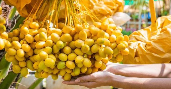 Loại quả từng là đặc sản cao cấp giờ có giá rẻ nhất từ trước tới nay: Khi ăn cần lưu ý điều quan trọng này