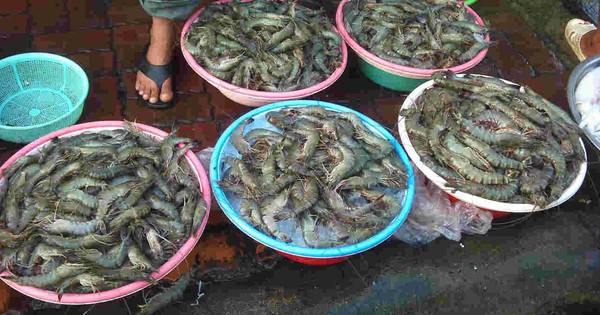 Chủ tiệm hải sản nói thẳng: “Chỉ người không biết mới mua 4 loại tôm này, cực hại sức khỏe, nhớ tránh xa"
