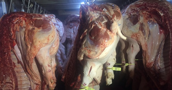 Giá heo hơi hôm nay, 1-1-2026: Diễn biến mới trong ngày đầu năm