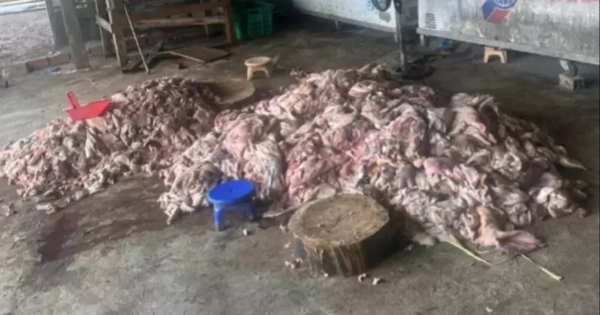 Phát hiện thịt lợn bốc mùi hôi thối sắp "tuồn" ra thị trường
