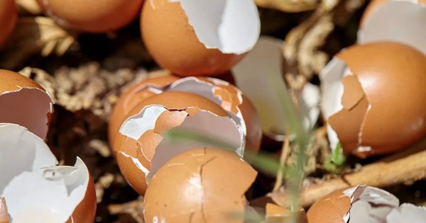 Rải thứ này ra vườn mùa đông, sâu hại tránh xa, cây trồng tươi tốt chưa từng thấy