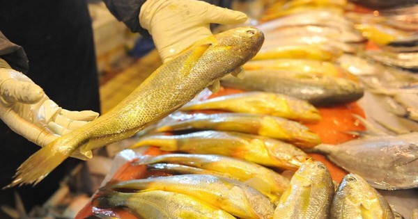 Người sành ăn khi mua cá thường chỉ chọn 5 loại cá biển này: Không thể nuôi nhân tạo, hoàn toàn là cá đánh bắt tự nhiên, "vựa dinh dưỡng" ẩn giấu của biển cả