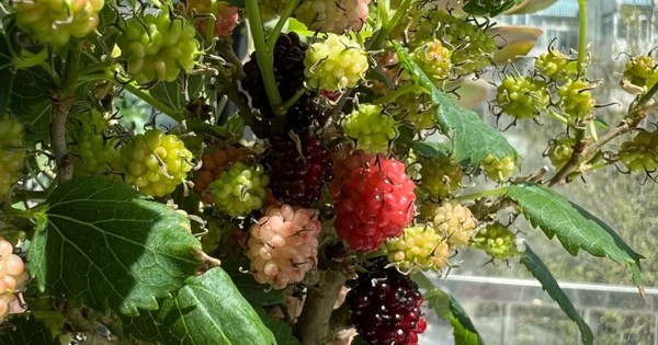 Thầy phong thủy nhắc: Có 4 cây "phá tài", hại sức khỏe, gia chủ tuyệt đối đừng đặt ở ban công