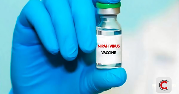 Nipah: Tại sao dịch bệnh có tỷ lệ tử vong 40-75% vẫn chưa có vaccine sau 20 năm phát hiện?