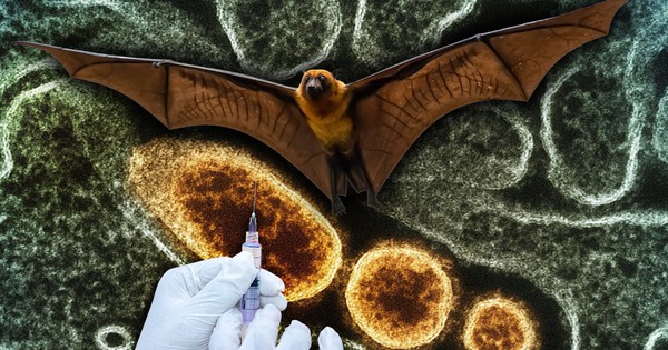 Dịch Nipah và kịch bản "Thiên nga đen" tiếp the...