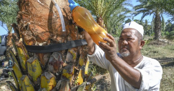 Nghi nữ điều dưỡng tại Ấn Độ nhiễm virus Nipah do uống mật chà là