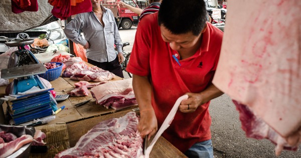 Không chỉ lây từ dơi, virus Nipah có thể truyền qua cả lợn và thịt lợn: Cảnh báo nguy cơ từ nguồn thực phẩm kém an toàn