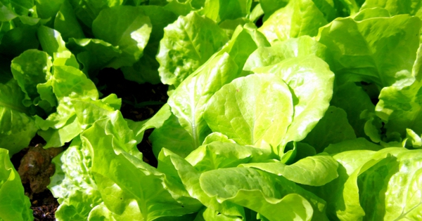 Mỹ đánh giá đây là loại rau “tốt nhất thế giới”, người Việt ăn suốt mà không biết