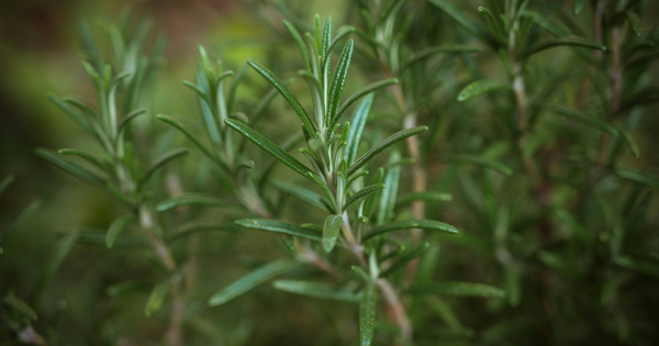 Chuyên gia Mỹ tiết lộ 6 loại thực phẩm chống lão hóa, giúp bạn trông trẻ hơn 2 tuổi, giảm 2kg trong 8 tuần!