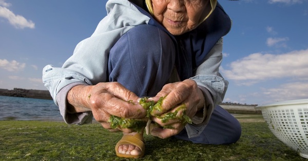 Muốn sống tới 100 tuổi? Hãy học những người sống thọ nhất thế giới ăn 8 loại thực phẩm này