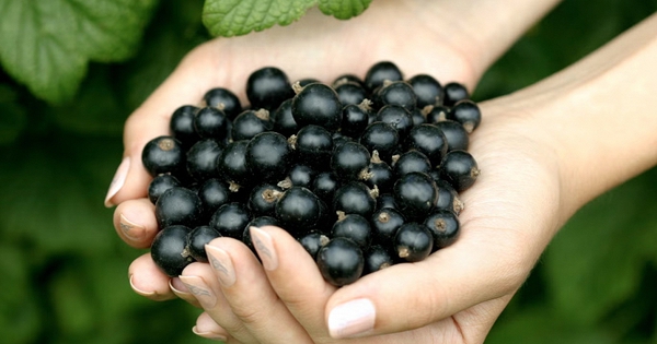 Loại quả nhỏ bé được vinh danh “Hương vị của năm 2026”: Giàu vitamin C vượt trội, tốt cho tim mạch và miễn dịch