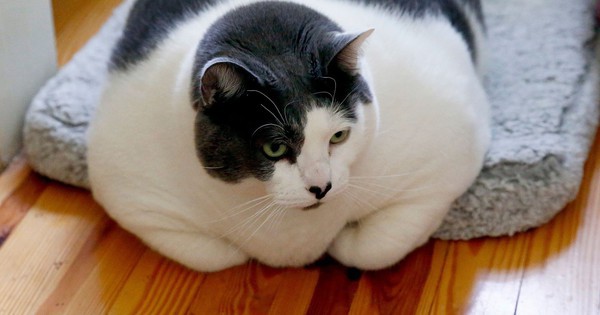 Trung Quốc cố gắng giảm cân cho mèo béo