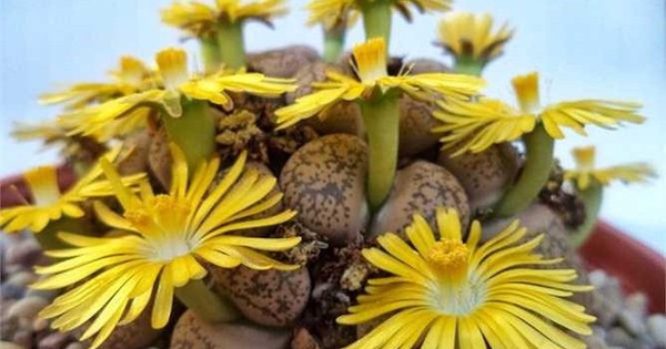 5 cây cảnh hiếm khi ra hoa, gia chủ cả đời có khi chỉ được chứng kiến 1 lần, là điềm báo đại cát, đại lợi