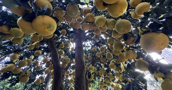 Hai chậu bưởi Diễn khổng lồ gần 800 quả khiến ai đi qua cũng phải ngoái nhìn