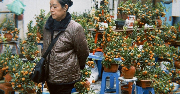 Chợ Hoa Hàng Lược 2026: Nét Trầm Lắng Và Xu Hướng 'Mini Hóa' Giữa Lòng Phố Cổ Hà Nội