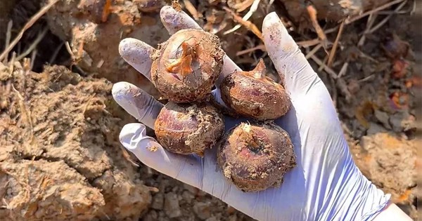 Củ Năng - Món Quà Mùa Xuân Giúp Thanh Lọc Cơ Thể, Bổ Phổi Hiệu Quả
