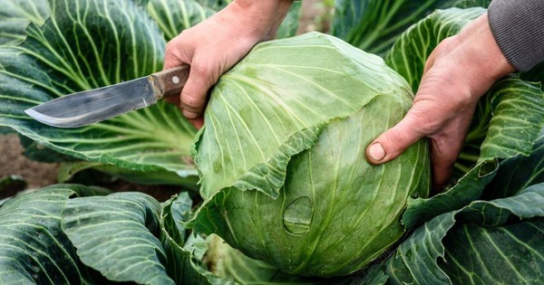 Bắp cải được phun formaldehyde thường có 3 đặc điểm, biết được bí mật này tôi đã không bao giờ mua bắp cải một cách mù quáng nữa!