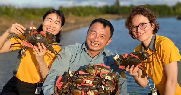 Cua gạch Cà Mau có giá 1,3 triệu đồng/kg