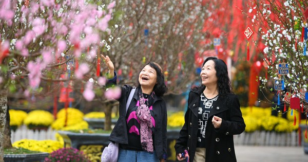 Rừng Đào Cổ Rực Rỡ Tại Vườn Hoa Xuân Lý Thái Tổ Thu Hút Hàng Nghìn Người