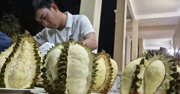 Cú lội ngược dòng của sầu riêng Việt