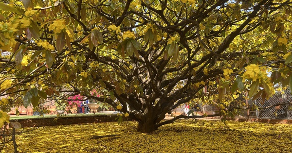 Cây mai vàng tán khổng lồ, bung nở rực rỡ nổi tiếng ở Đồng Nai