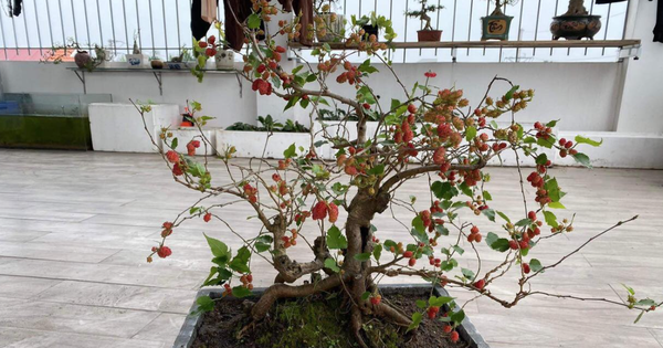 3 loại cây không nên trồng trong năm Bính Ngọ