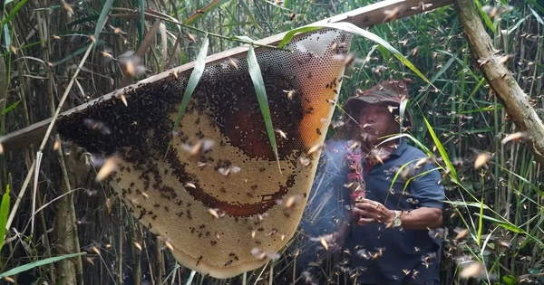 Du khách mê trải nghiệm ăn ong giữa rừng Cà Mau