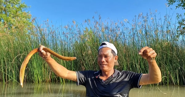 Tò mò nghề "cắm câu bắt lịch" ở Cà Mau