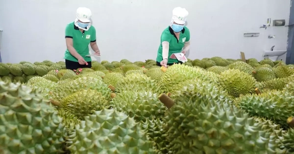 Giá Sầu Riêng Xuất Khẩu Tăng Mạnh, Thị Trường Phân Hóa Rõ Theo Chất Lượng