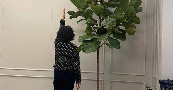 Lời dặn 'Cây âm không vào nhà, cây dương không trồng mộ': Kinh nghiệm sống tinh tế từ người xưa