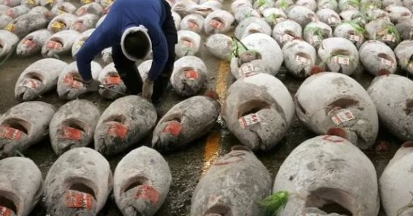 Xuất khẩu cá ngừ đóng hộp Việt Nam năm 2025 giảm 8%, thị trường phân hóa rõ rệt
