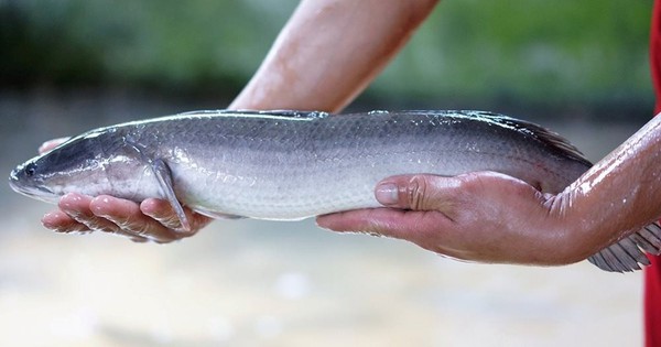 Nông dân Quảng Bình biến đất cát thành trại cá lóc công nghệ cao, thu 3 tỷ đồng/năm