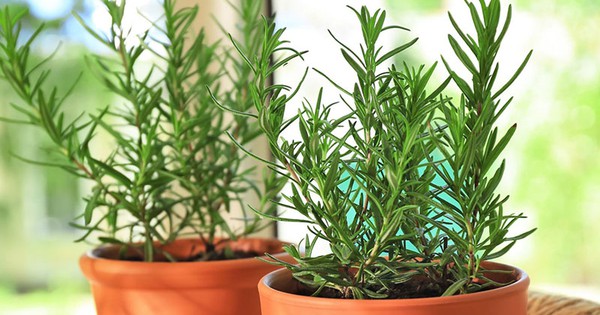 Ba loại cây trồng trong nhà giúp xua đuổi muỗi hiệu quả và lưu ý khi sử dụng
