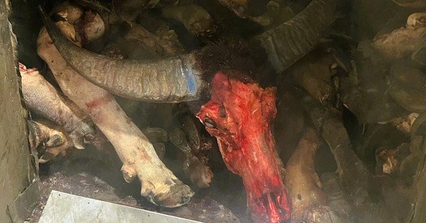 Phát hiện gần 6 tấn chân trâu, bò bốc mùi hôi thối chuẩn bị đưa ra quán nhậu