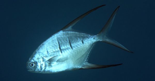 Hàng chục người bị cá ăn thịt tấn công khi tắm sông ở Argentina