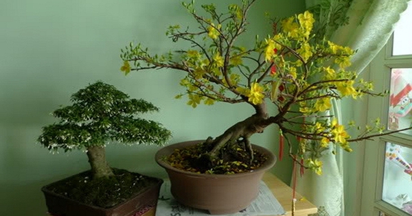 Cảnh báo: Trồng quá nhiều cây trong nhà có thể gây dị ứng và ảnh hưởng sức khỏe